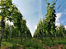 IMG_20180606_175227_1600