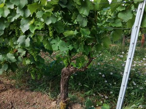 IMG_20200701_102104_1600