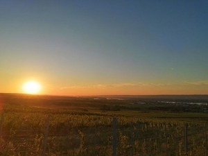 IMG_20200806_062716_1024