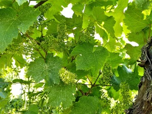 IMG_20180530_095221_1600