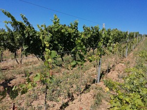 IMG_20200723_103506_1024