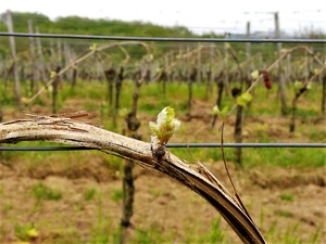 IMG_20190424_174810_1600