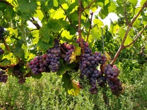 IMG_20180826_153341_1600