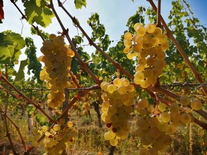 IMG_20200914_123131_1600