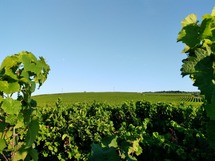 IMG_20180802_074453_1600