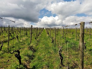 IMG_20180411_142220_1600