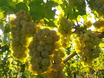 IMG_20180912_161424_1600