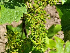 IMG_20180606_152123_1600