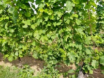 IMG_20180621_095359_1600