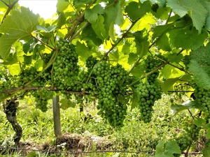 IMG_20190718_140426_1600