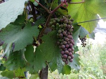 IMG_20180704_151537_1600