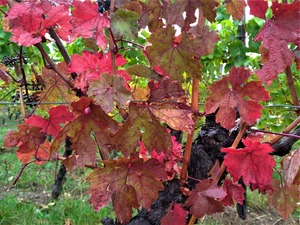 P_20191006_130229_1600