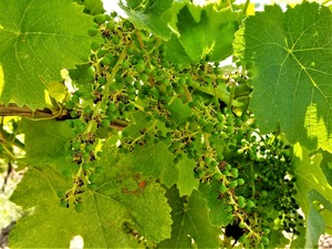 IMG_20190630_133318_1600