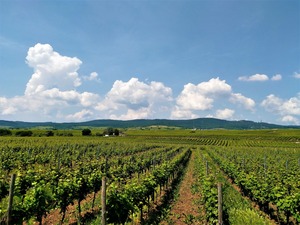 IMG_20180528_135514_1600