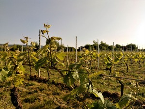 IMG_20180504_085853_1600