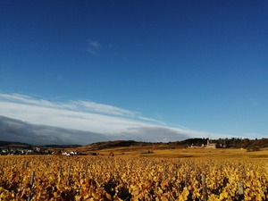 IMG_20201029_083720_1600