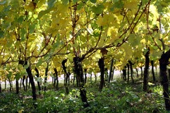 IMG_3079 - ���ԡ�_1600