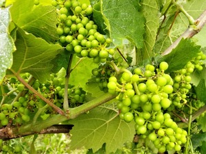 IMG_20180618_172748_1600