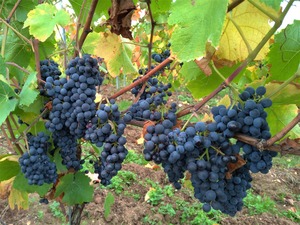 Cabernet Sauvignon 01_1600