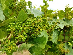 IMG_20180607_120112_1600