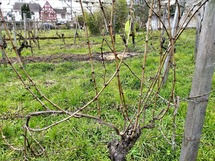 IMG_20180315_133315_1600