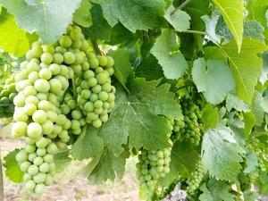 IMG_20190731_160736_1600