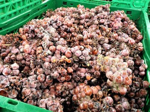 IMG_20190122_101633_1600