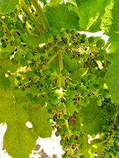 IMG_20190630_133326_1600