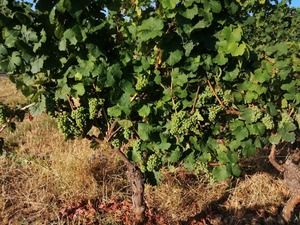 IMG_20200806_081417_1024