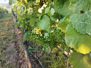 IMG_20200621_060056_1600