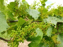 IMG_20180607_120106_1600