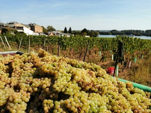 IMG_20200914_135925_1600