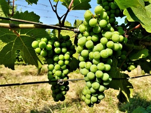 IMG_20180629_095419_1600