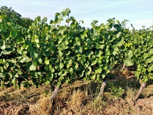 IMG_20190710_184853_1600