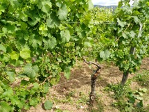 IMG_20180621_103800_1600