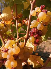 IMG_20200921_100248_1600