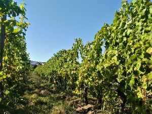 IMG_20180912_161430_1600