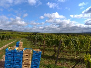 P_20191010_112243_1600