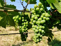 IMG_20180629_095419_1600