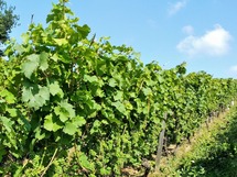 IMG_20180706_094319_1600