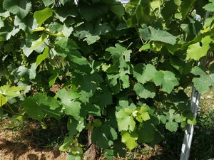 IMG_20200701_101954_1600