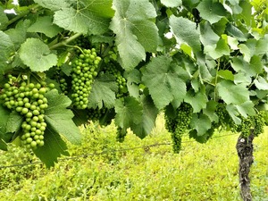 IMG_20190711_102318_1600