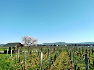 IMG_20180406_173217_1600