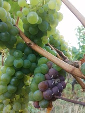 IMG_20200901_190333_1600