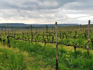 IMG_20180425_120054_1600