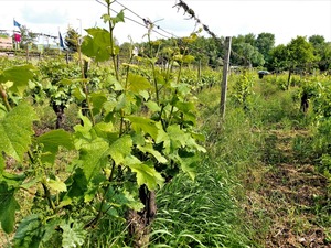 IMG_20180515_161906_1600