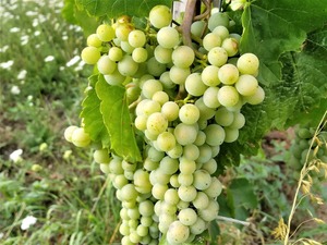 IMG_20190813_193419-2_1600