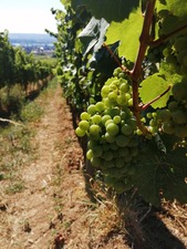 IMG_20200806_102621_1024