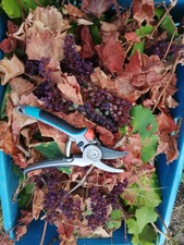 IMG_20200824_081957_1024