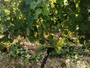 IMG_20200811_113324_1024